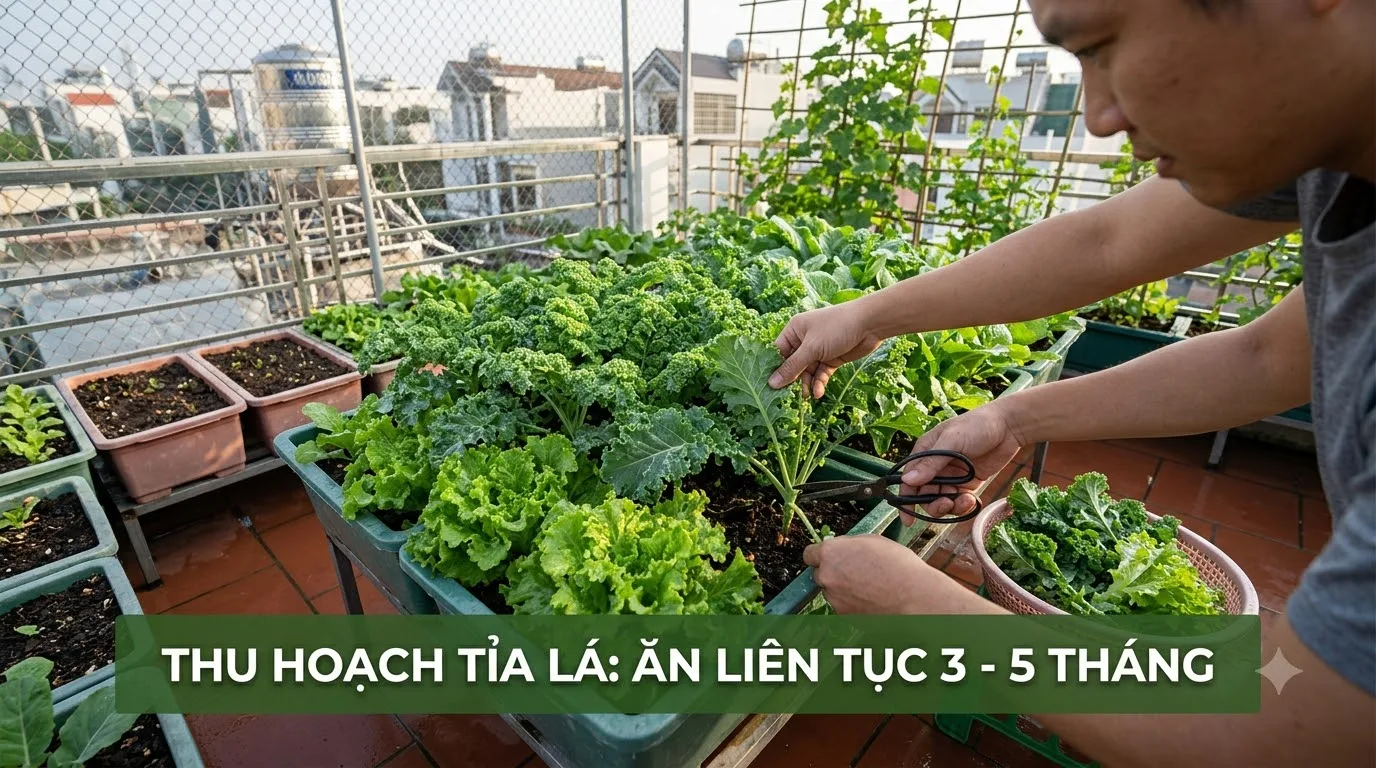 Kỹ thuật thu hoạch tỉa lá ăn dần kéo dài mùa vụ thu hoạch rau