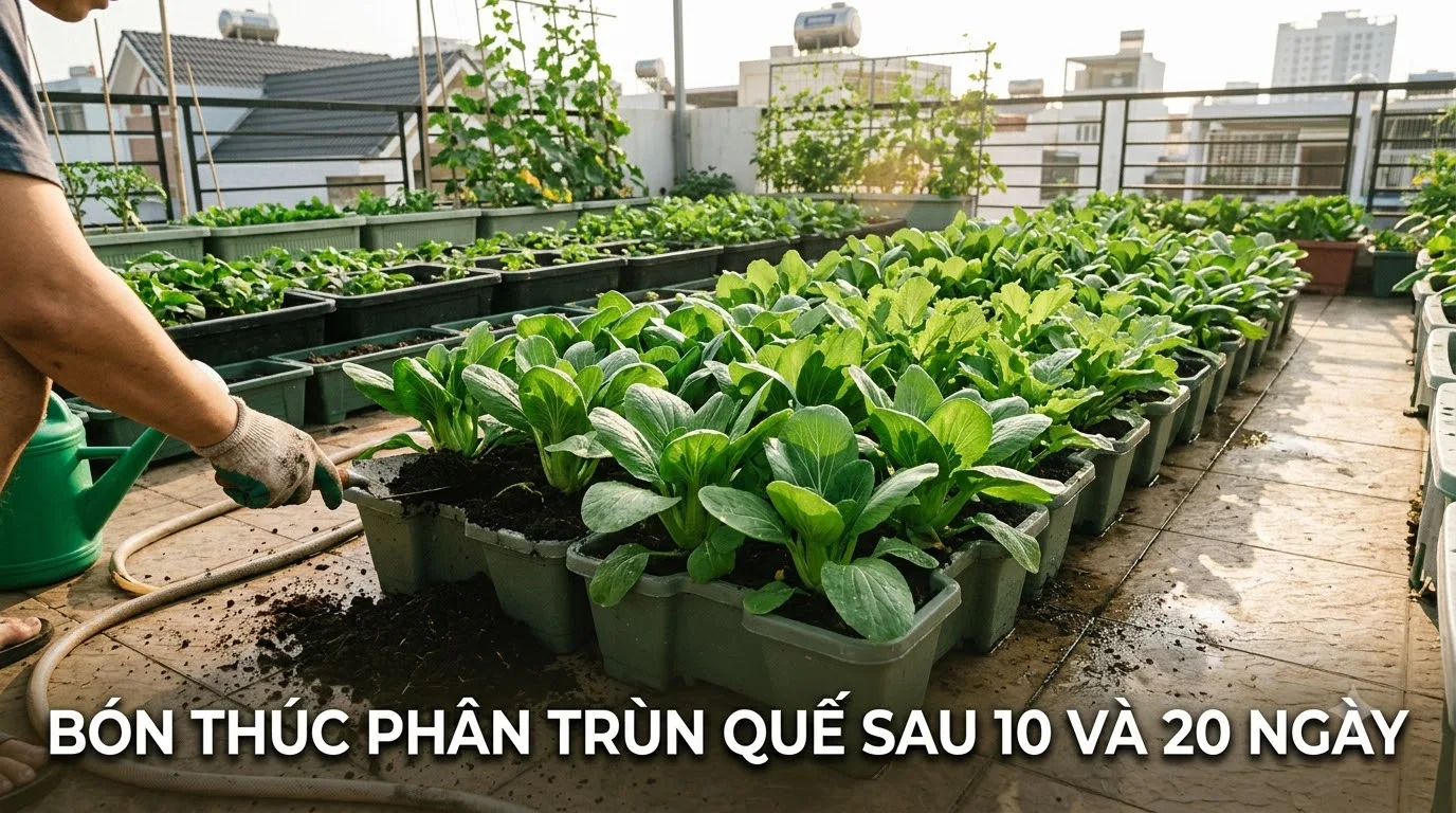 Mật độ trồng rau ăn lá cách nhau 15cm giúp bẹ to mập mạp